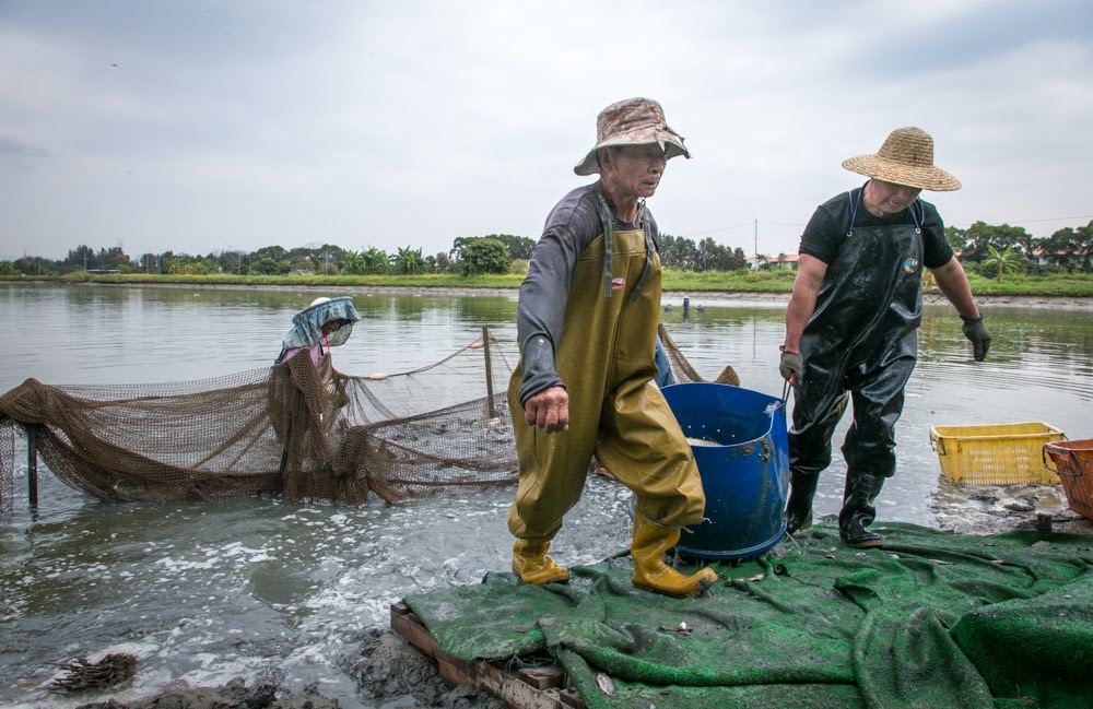 Workers harvesting fish from a pond.