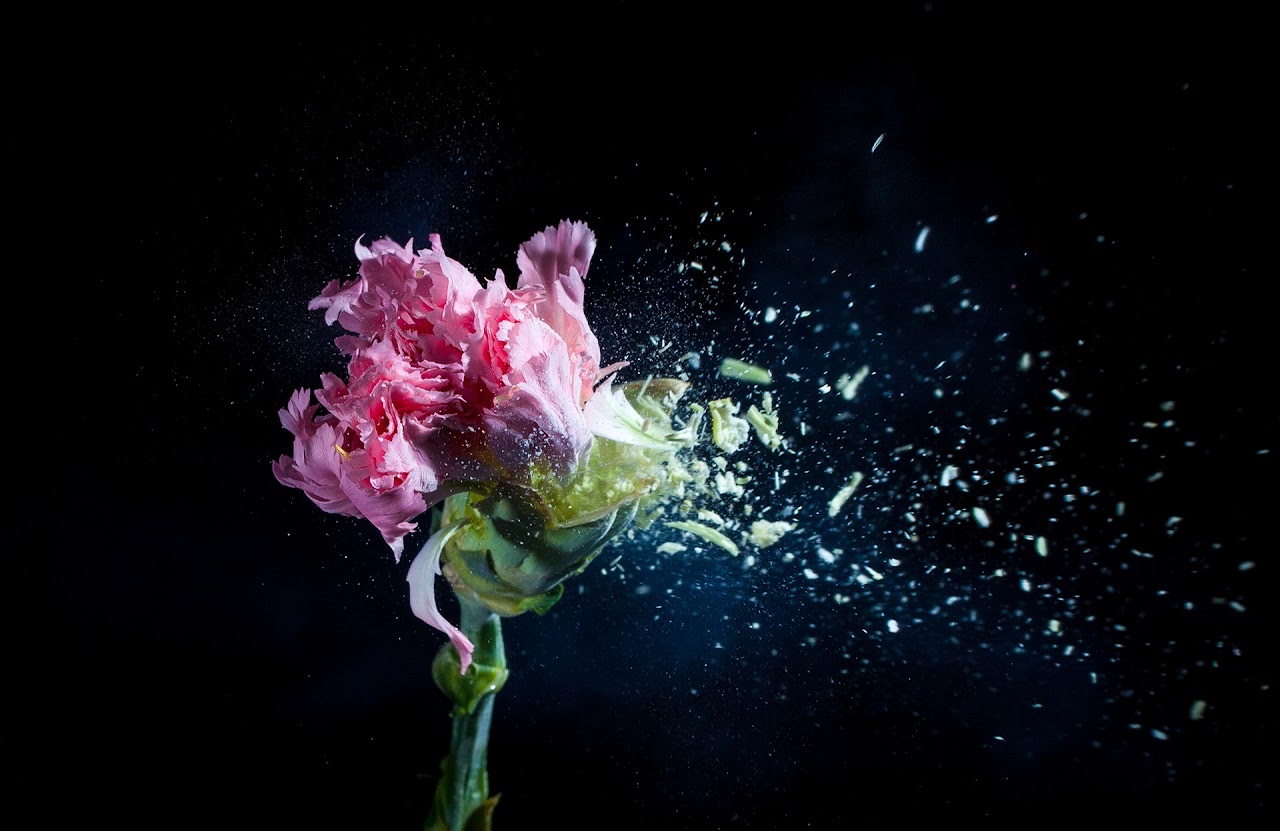 Pink flower bursting apart with fragments flying through black space.