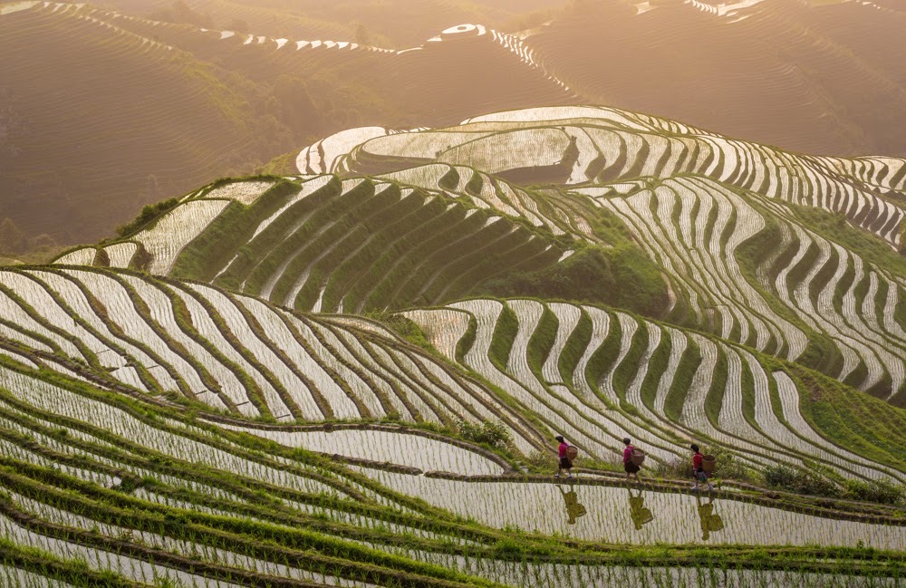 Golden rice terraces with small figures walking through reflective fields.