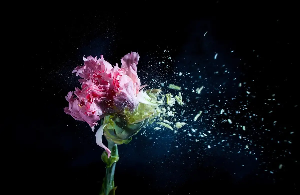 Pink flower bursting apart with fragments flying through black space.