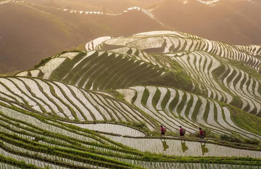Golden rice terraces with small figures walking through reflective fields.