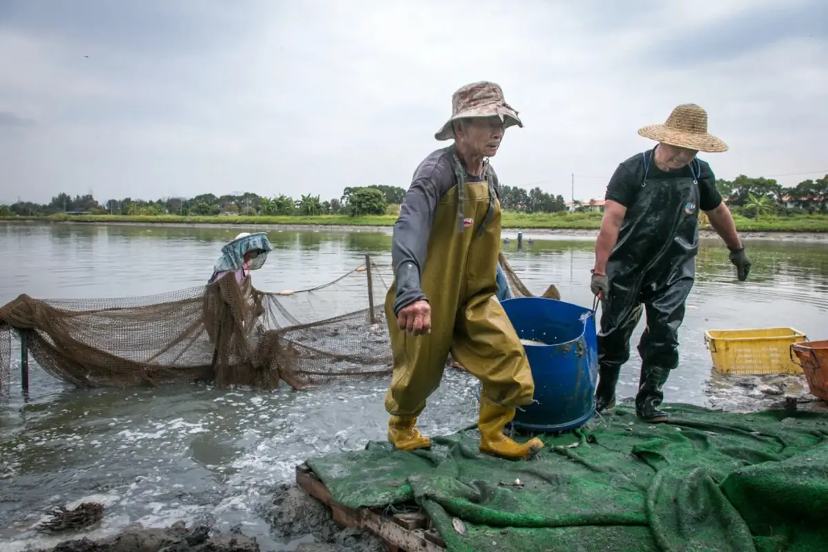 Workers harvesting fish from a pond.